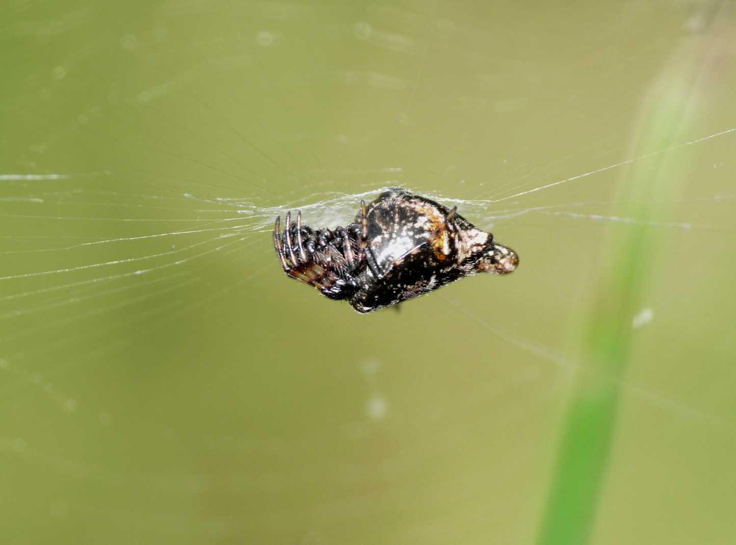 Cyclosa conica